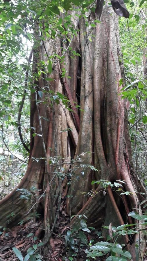 Rainforest River Edge Deniyaya Kültér fotó